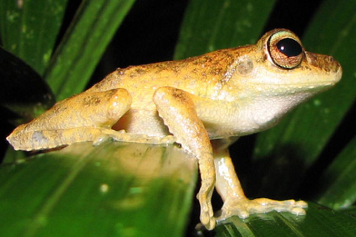 Kuranda tree frog.