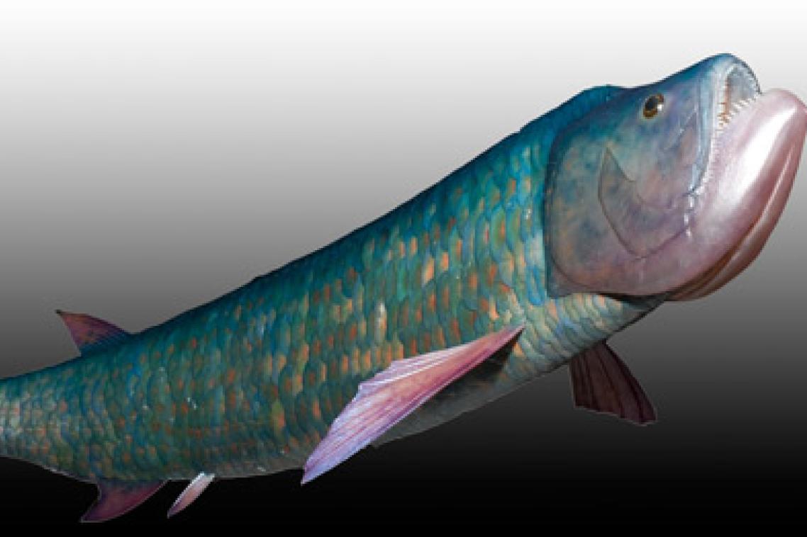 A life-size reconstruction of the Isisford bulldog fish by model-maker Esben Horn of 10 Ton, Denmark. Photo Dr Steve Salisbury, The University of Queensland.