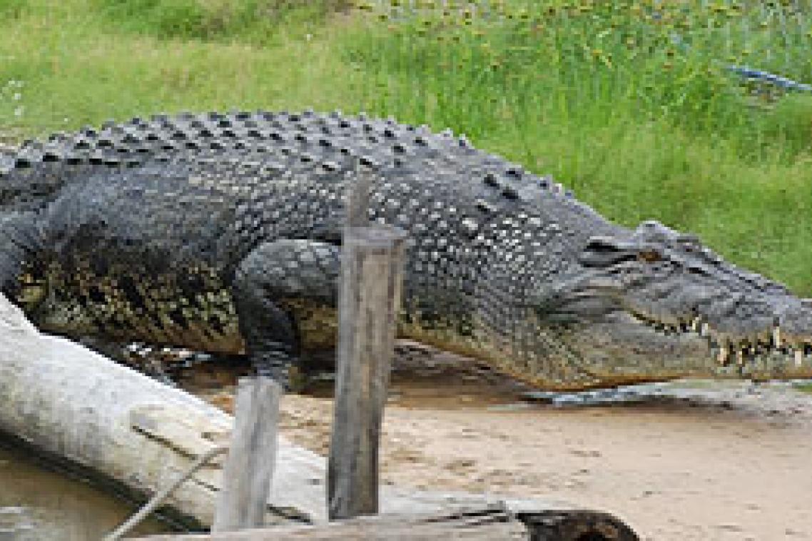 A male crocodile at Koorana