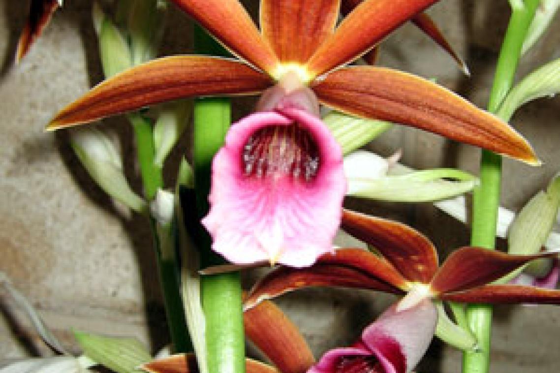 A Phaius orchid