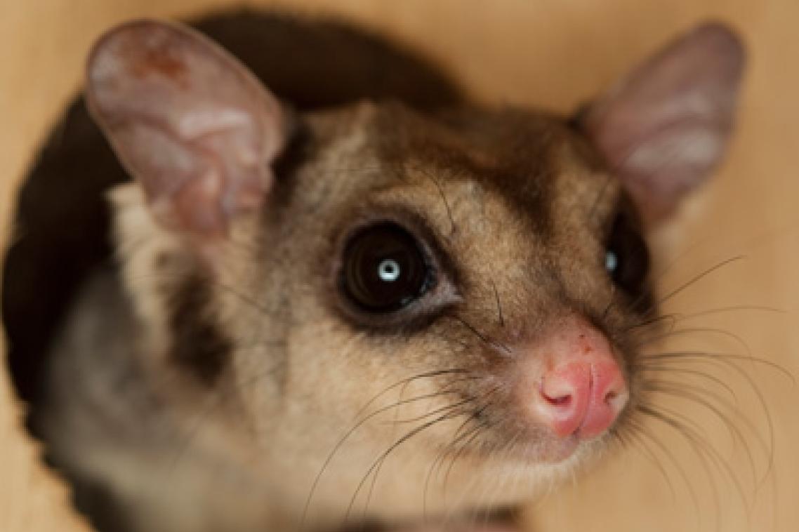Mahogany glider.