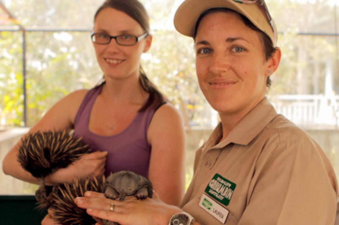 UQ PhD student Andrea Wallage and Currumbin Wildlife Sanctuary keeper Lauren Clark collaborate on echidna breeding research program.