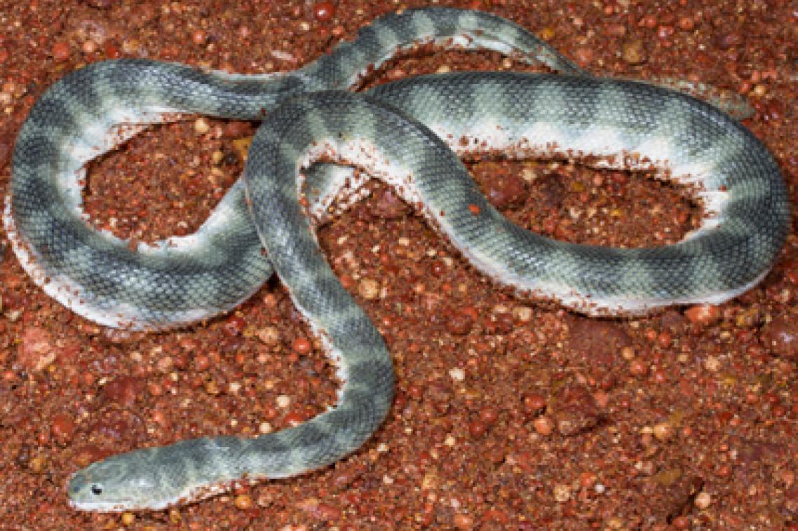 UQ researchers discover the Australian and Asian beaked sea snakes are two unrelated species despite the snakes identical appearances.