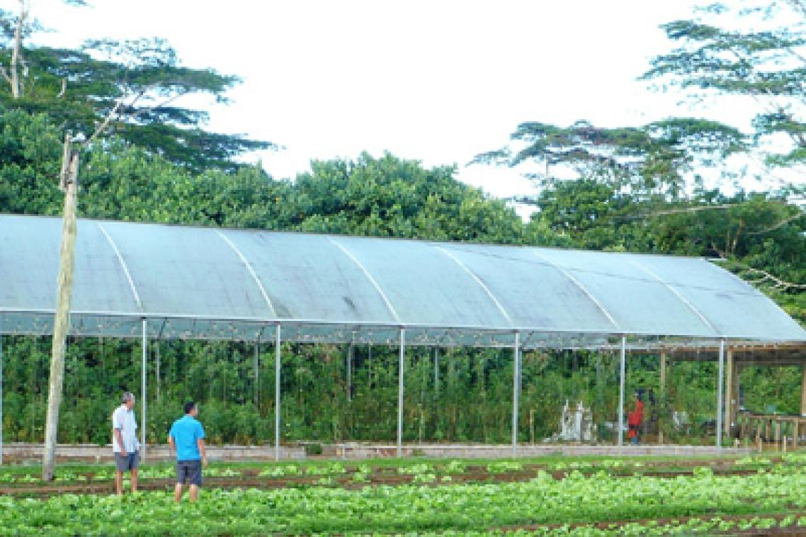 Pacific Agribusiness Research for Development Initiative (PARDI) project participants view vegetable production under a protective structure.