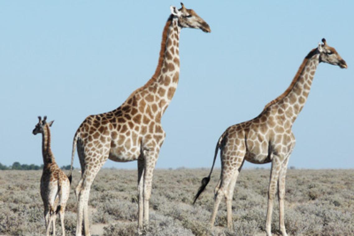 Like humans, giraffes choose who they want to hang out with. Photo taken by UQ's Kerryn Carter of giraffes at Etosha National Park.