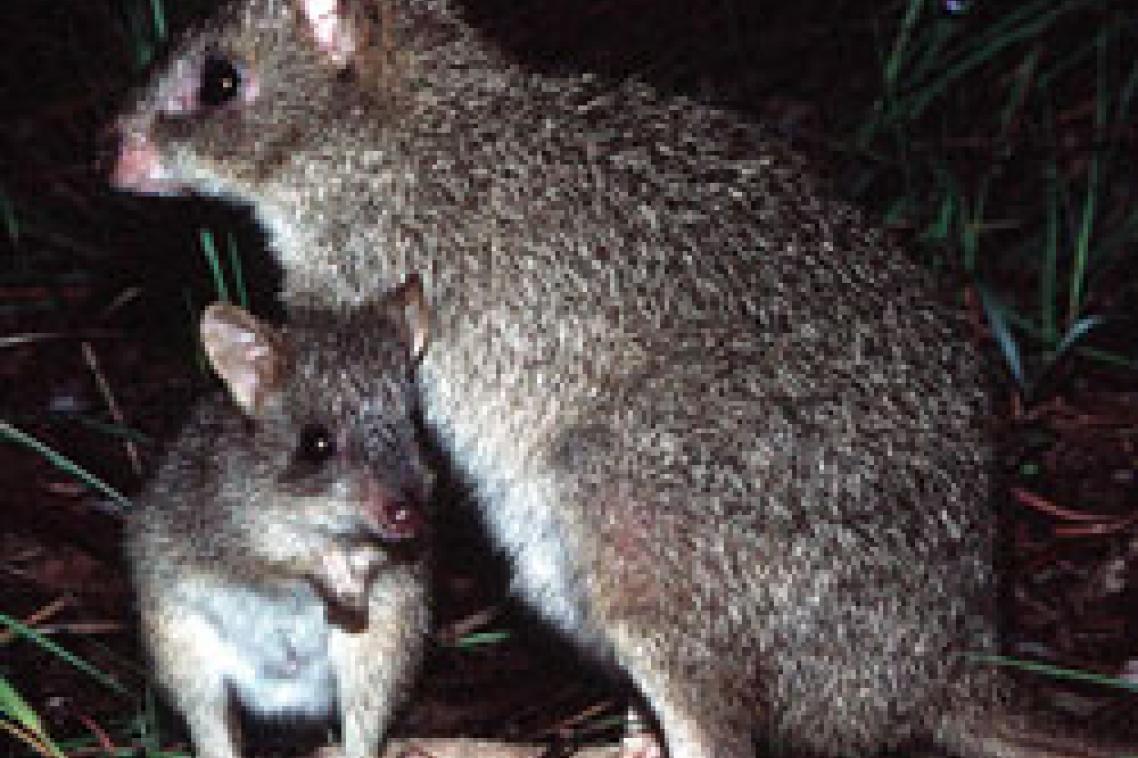 Image courtesy Karl Vernes