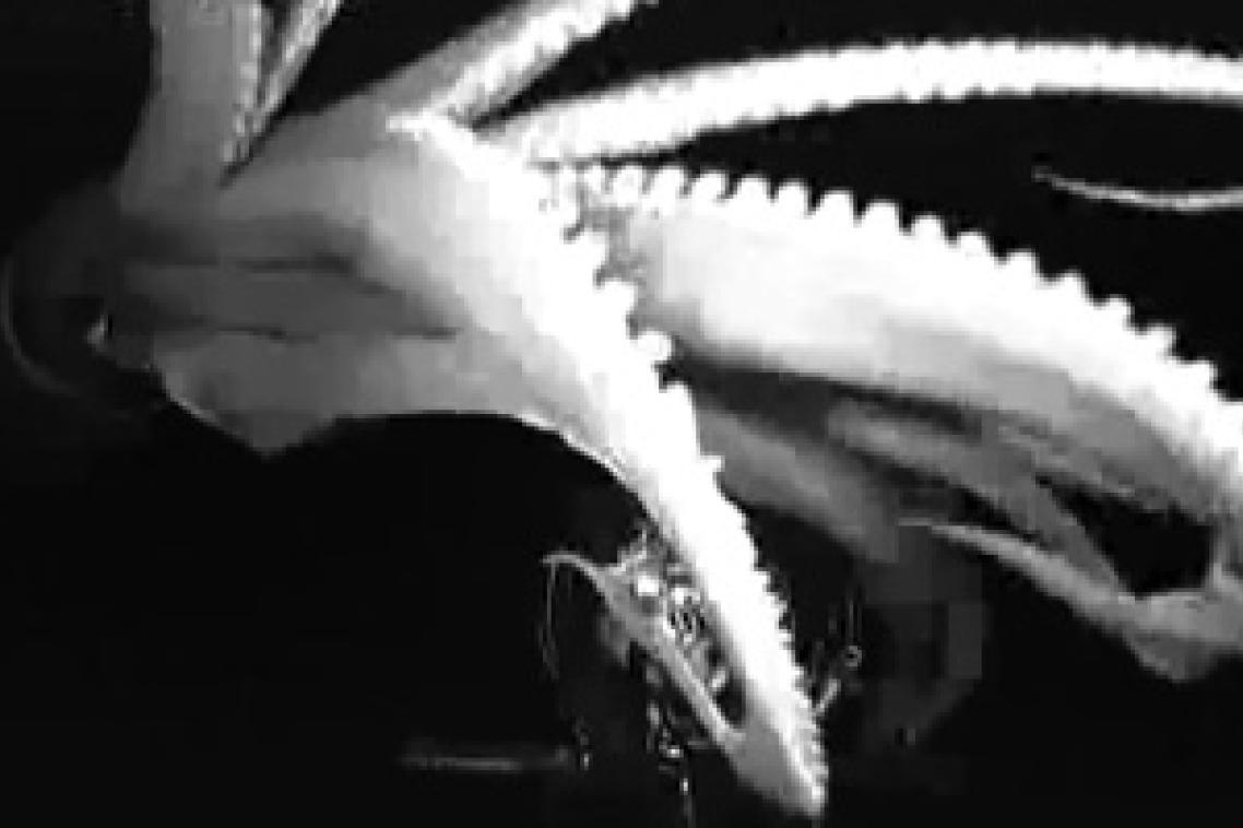 A UQ PhD student helped gather footage of the giant squid south of Japan.