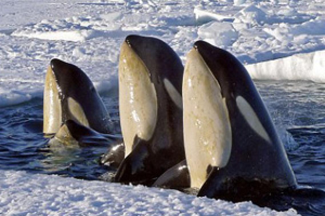 Wildlife enthusiasts can explore the film-making career of Sir David Attenborough on April 30 at UQ's St Lucia campus. Orca Whales image courtesy of BBC Chadden Hunter.