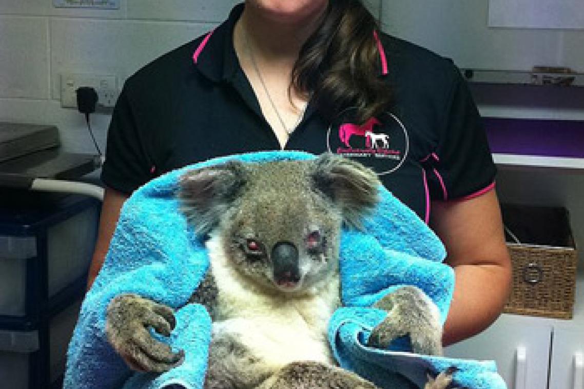 Shea Tucker with a patient Koala