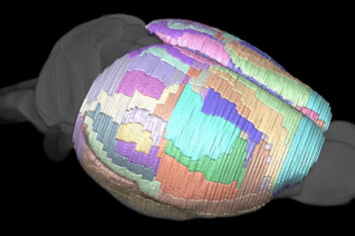 Maps of a mouse brain can now be more detailed than ever before.
