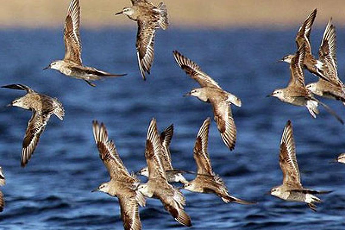 Red knots are one of the species already under pressure. Photo: ROB CLEMENS