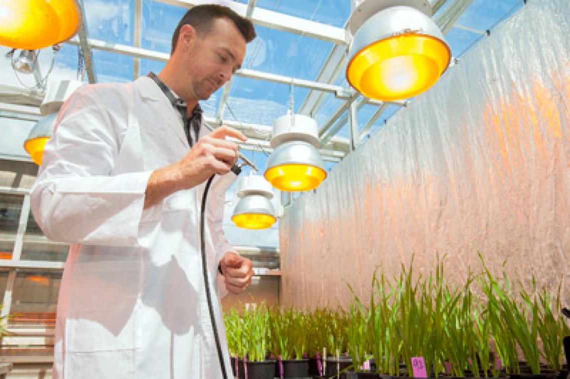 Dr Lee Hickey, from UQ’s Queensland Alliance for Agriculture and Food Innovation, has helped identify a fast way of developing a new strain of wheat that is resistant to stripe rust and pre-harvest sprouting.