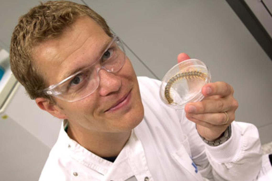 IMB researchers find centipede venom molecule that could treat pain