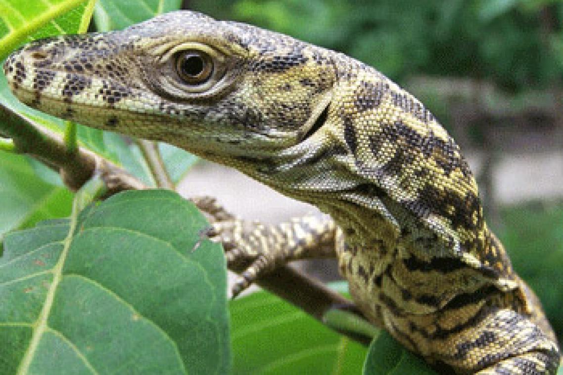 Komodo Hatchling. Image courtesy of Achmad Ariefiandy.