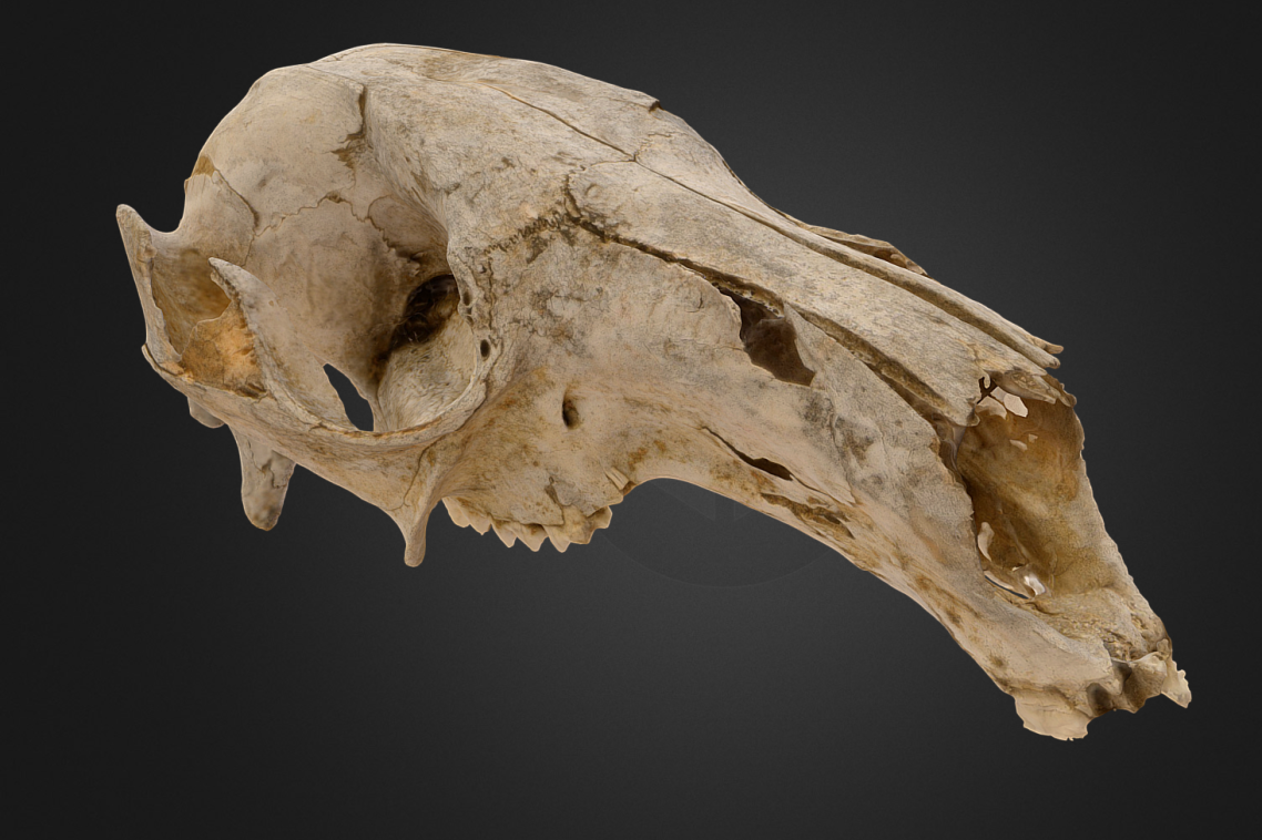 3D modelled Kangaroo Cranium, by the UQ Earth Science team.