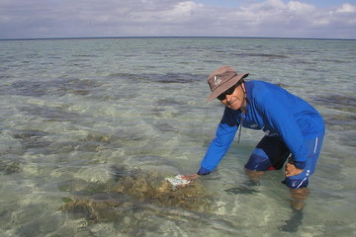 Professor Justin Marshall discovered the world's most complex colour vision system, in mantis shrimp
