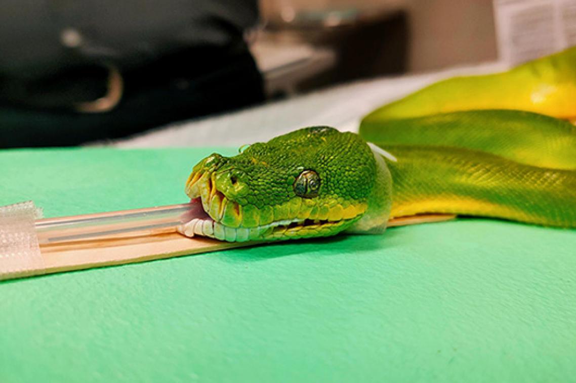 A green tree python with a tube down its throat and its mouth held open with a wooden tool