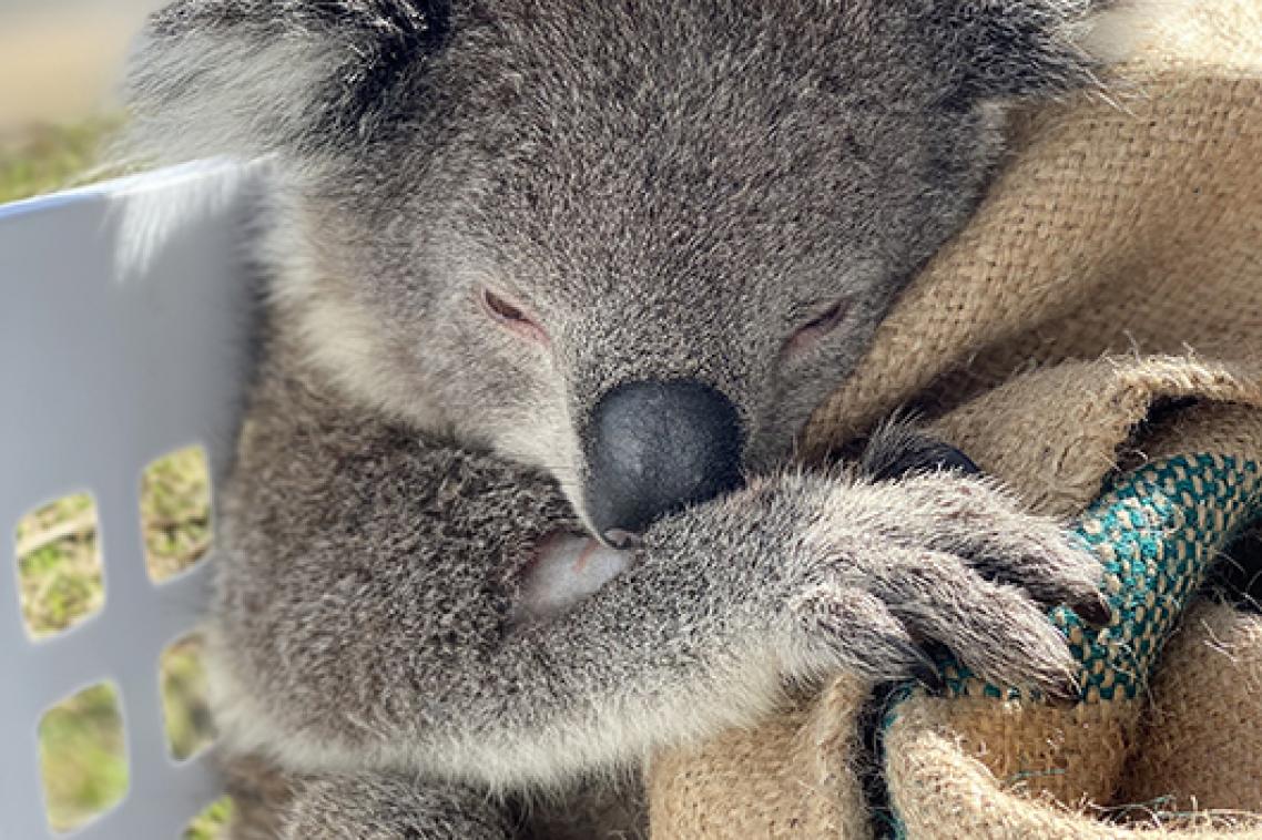 A koala sleeping in a laundry basket