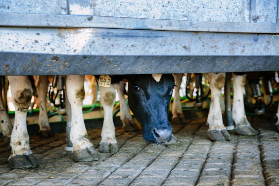 Cows being milked at the UQ Gatton dairy ... UQ ranks highest in Australia in Agriculture and Forestry
