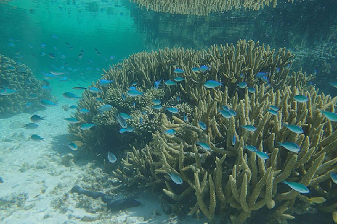Fish swimming around coral on Heron Reef