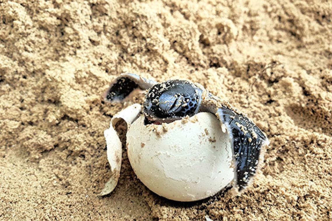 A turtle emerges from its egg shell on a sandy beach.