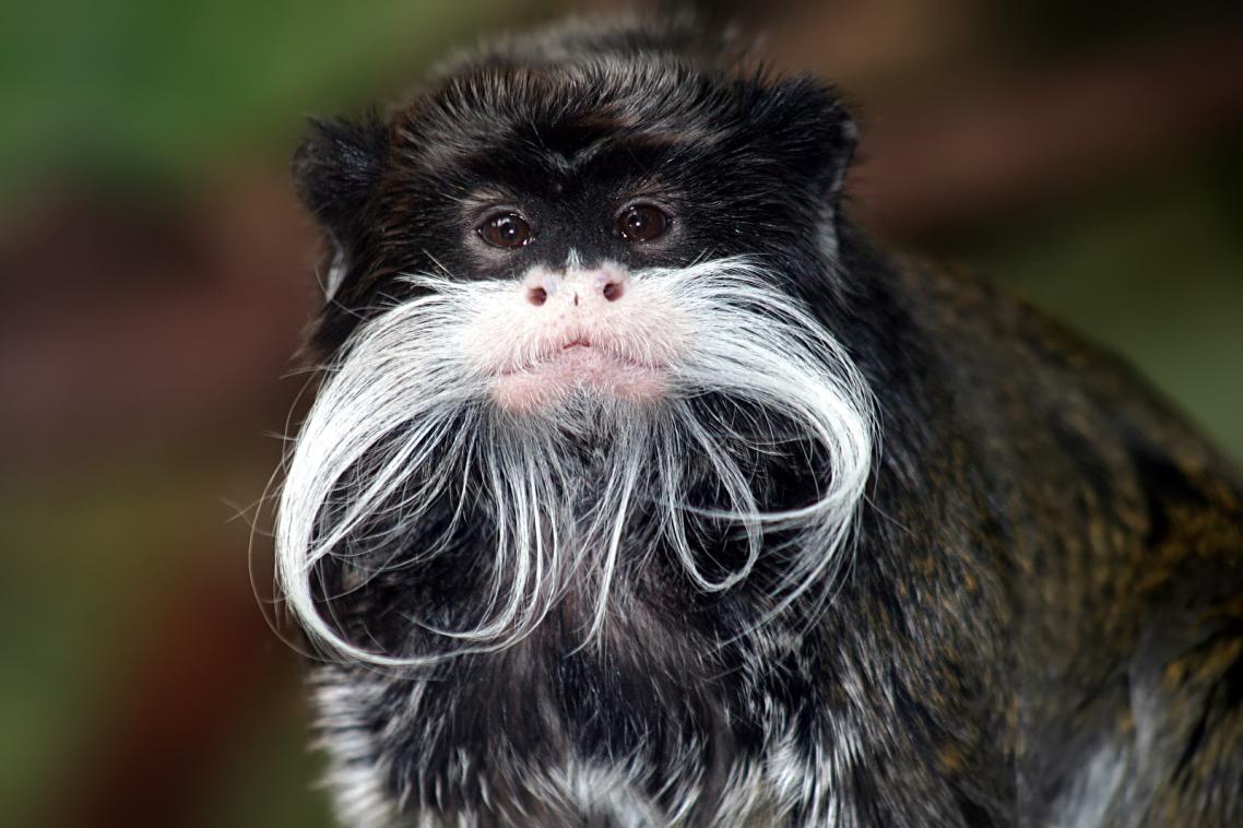 A tamarin monkey.