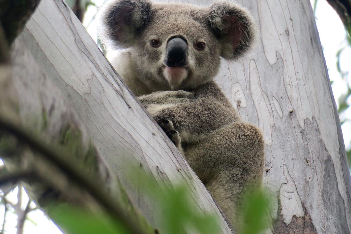 Koala sitting in the fork of a gum tree. Image, Bev Millican