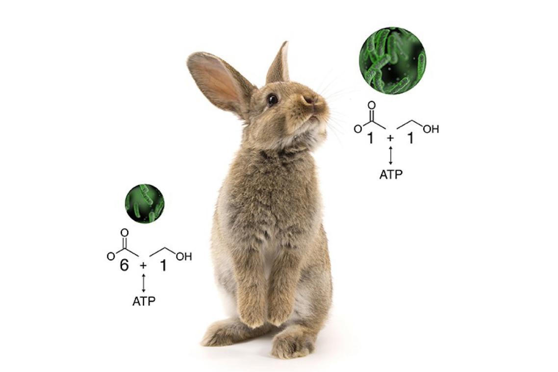 Clostridium autoethanogenum was originally discovered in rabbit droppings
