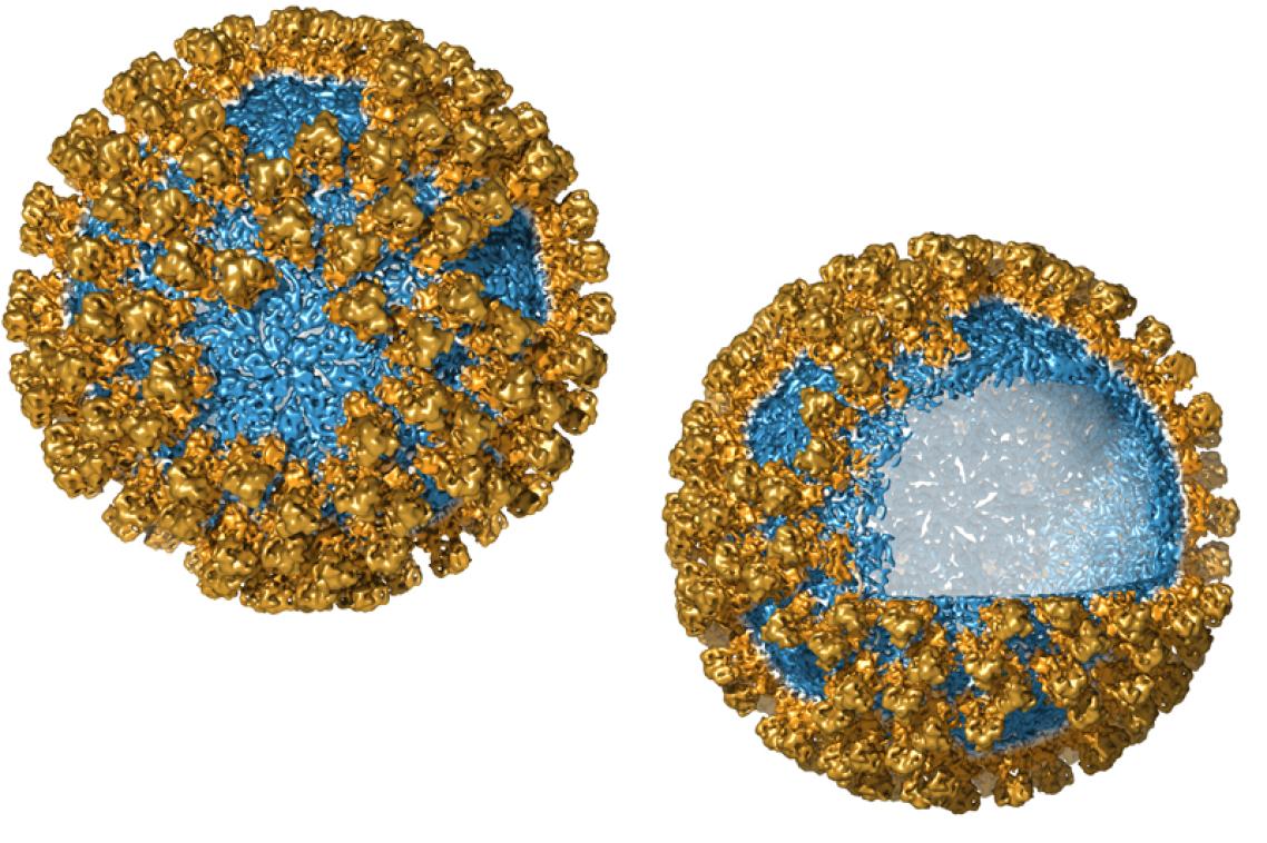 Virus-like nanoparticles are made from structural proteins.