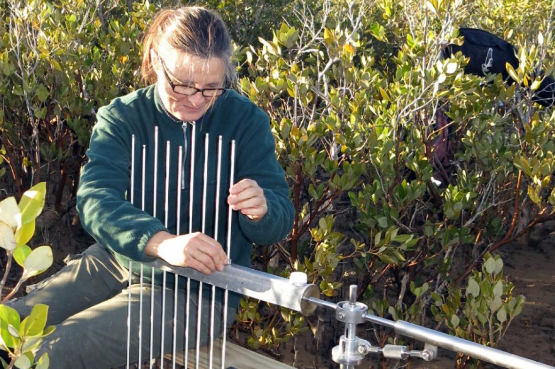 Professor Catherine Lovelock studies 'blue carbon' in soils and coastal wetlands