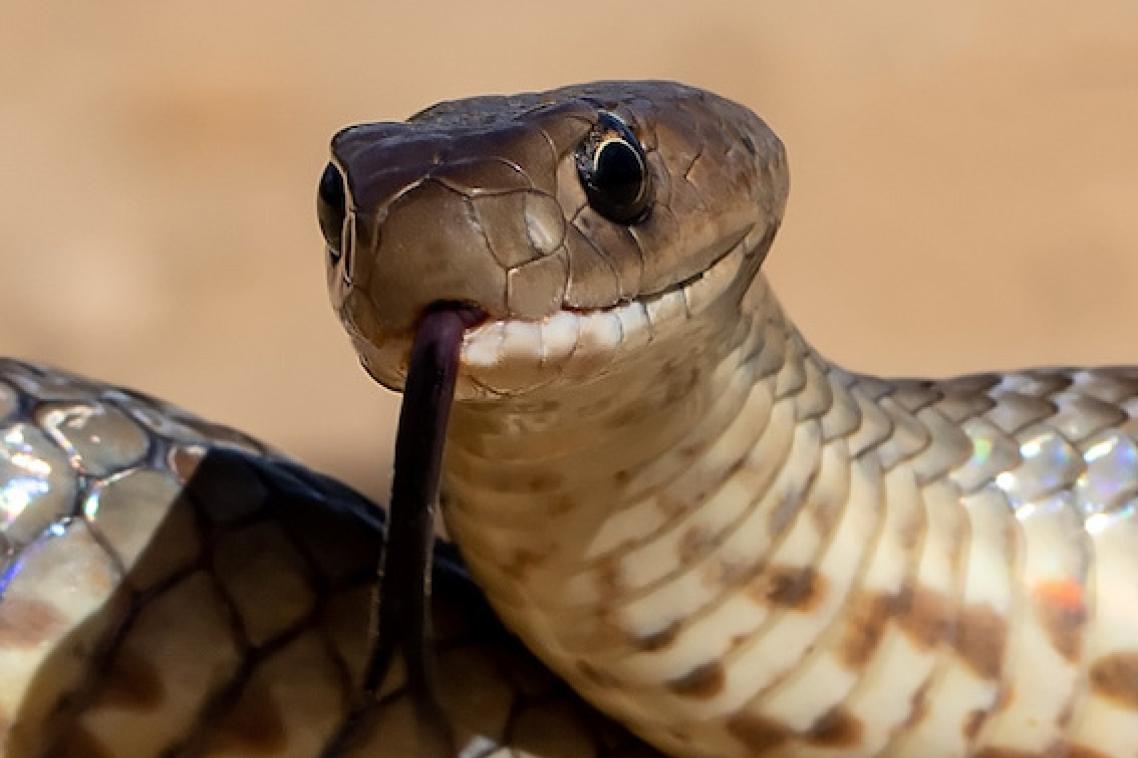 Snake