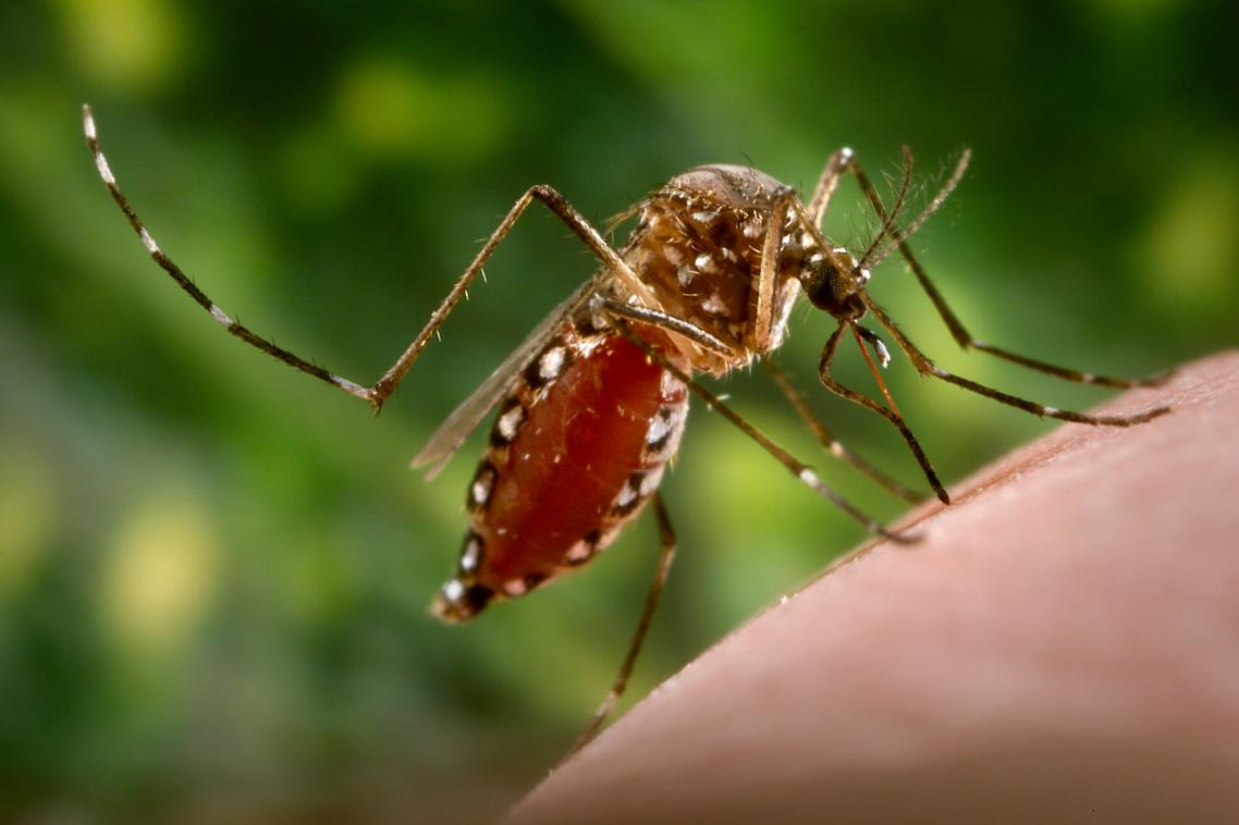 The Aedes aegypti mosquito.