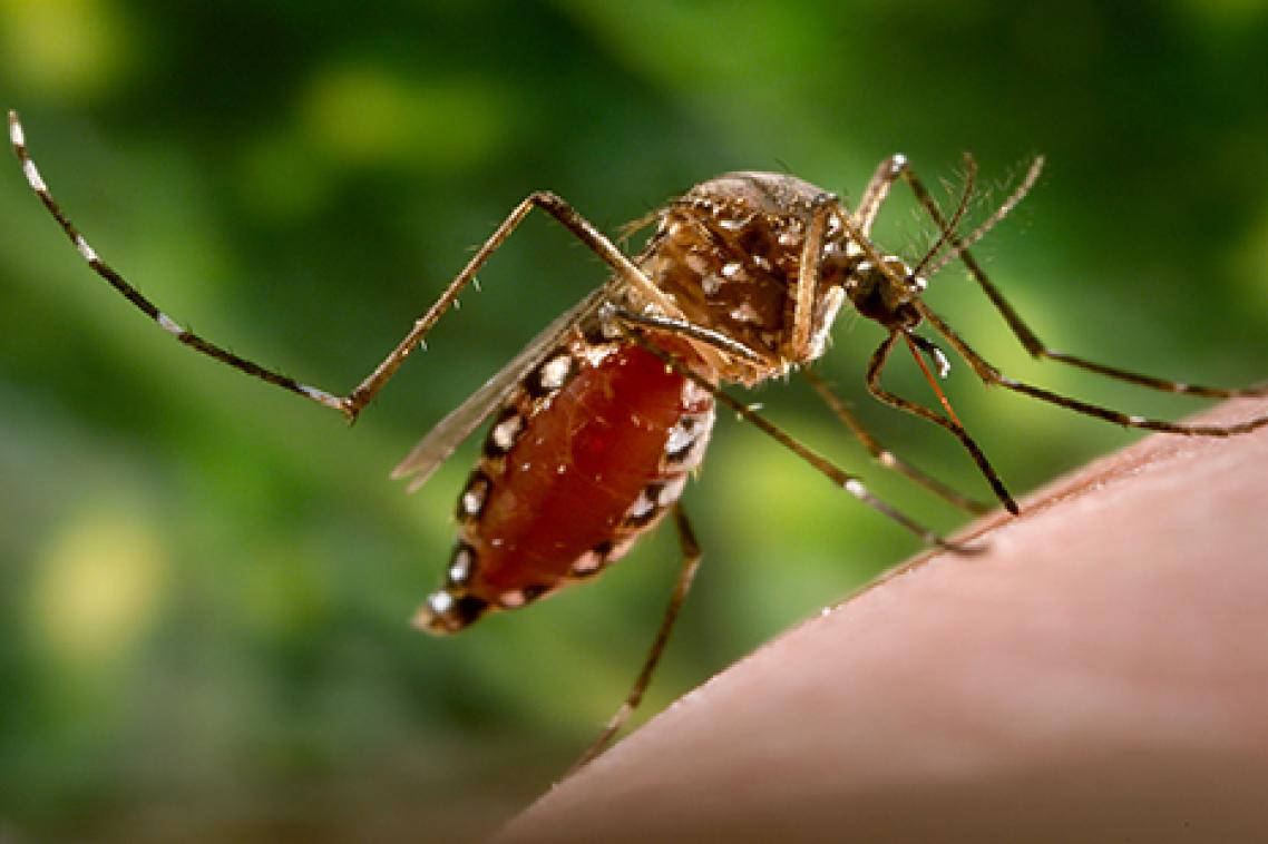 Mosquito Aedes aegypti
