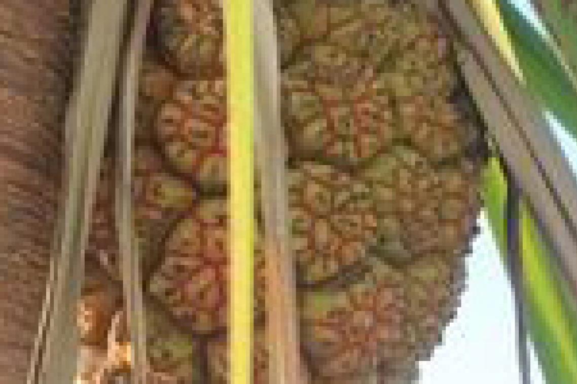 Fruit of the Anyakngarra, also known as pandanus. The soft base is made into a drink and their nuts are an excellent source of fat and protein.