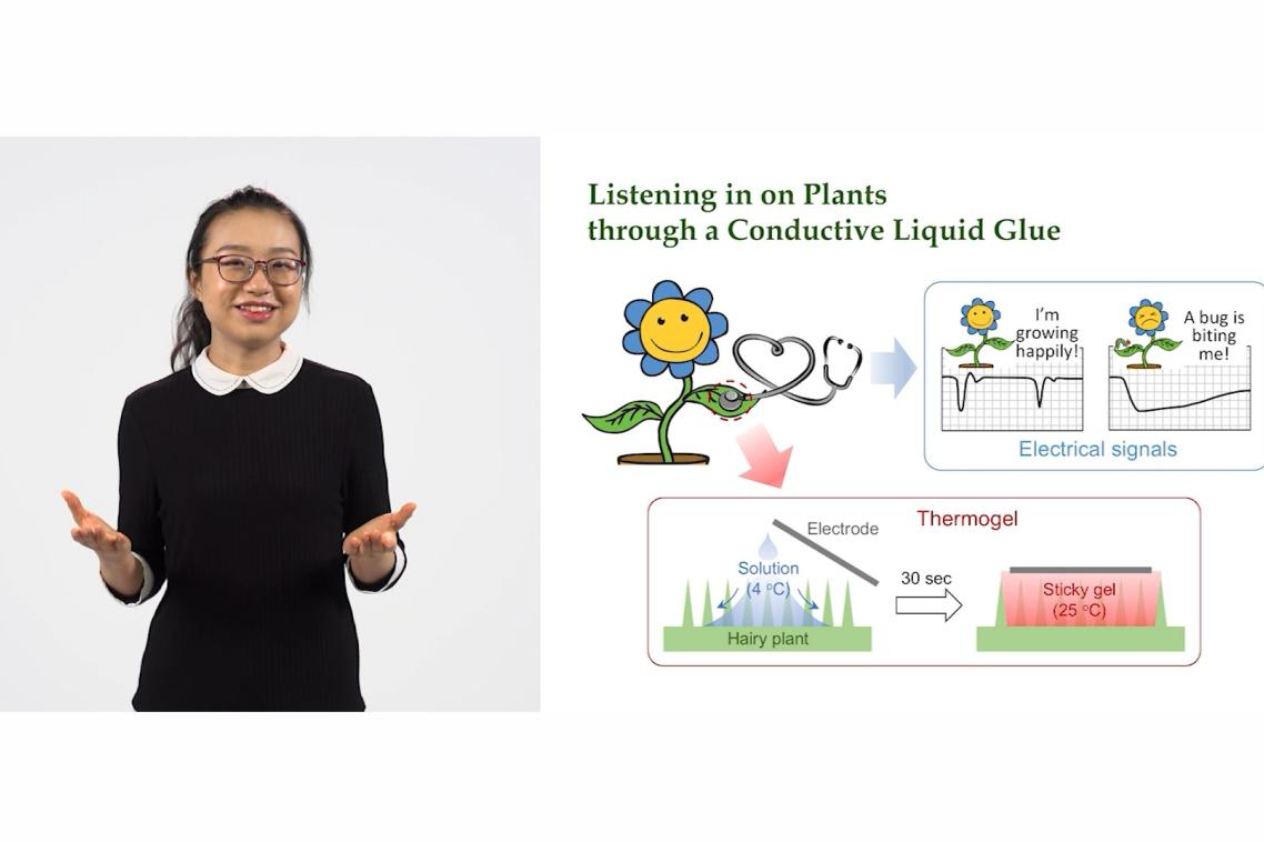 A still photo of Nanyang Technological University Singapore’s Yifei Luo presenting her winning 3MT ‘Listening in on Plants through a Conductive Liquid Glue’.