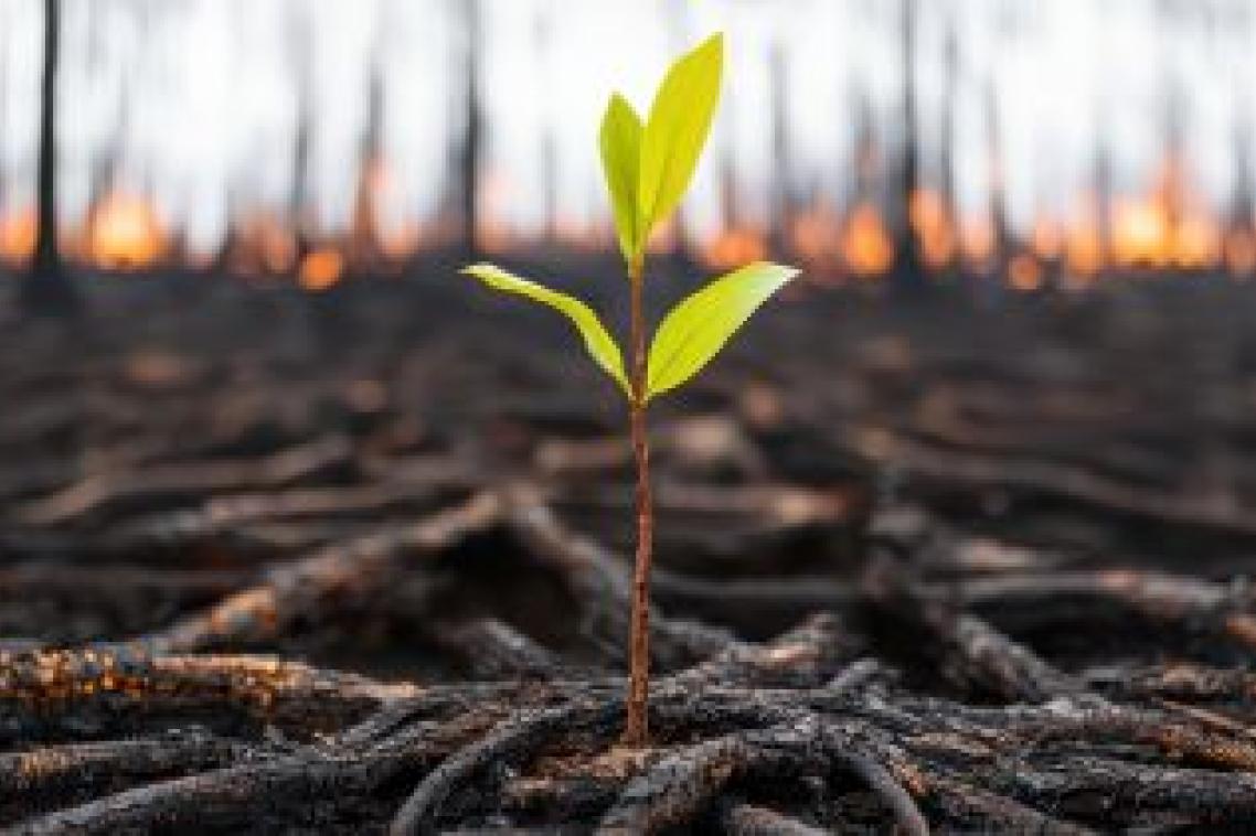 A photo of a green sapling growing out of scorched earth.