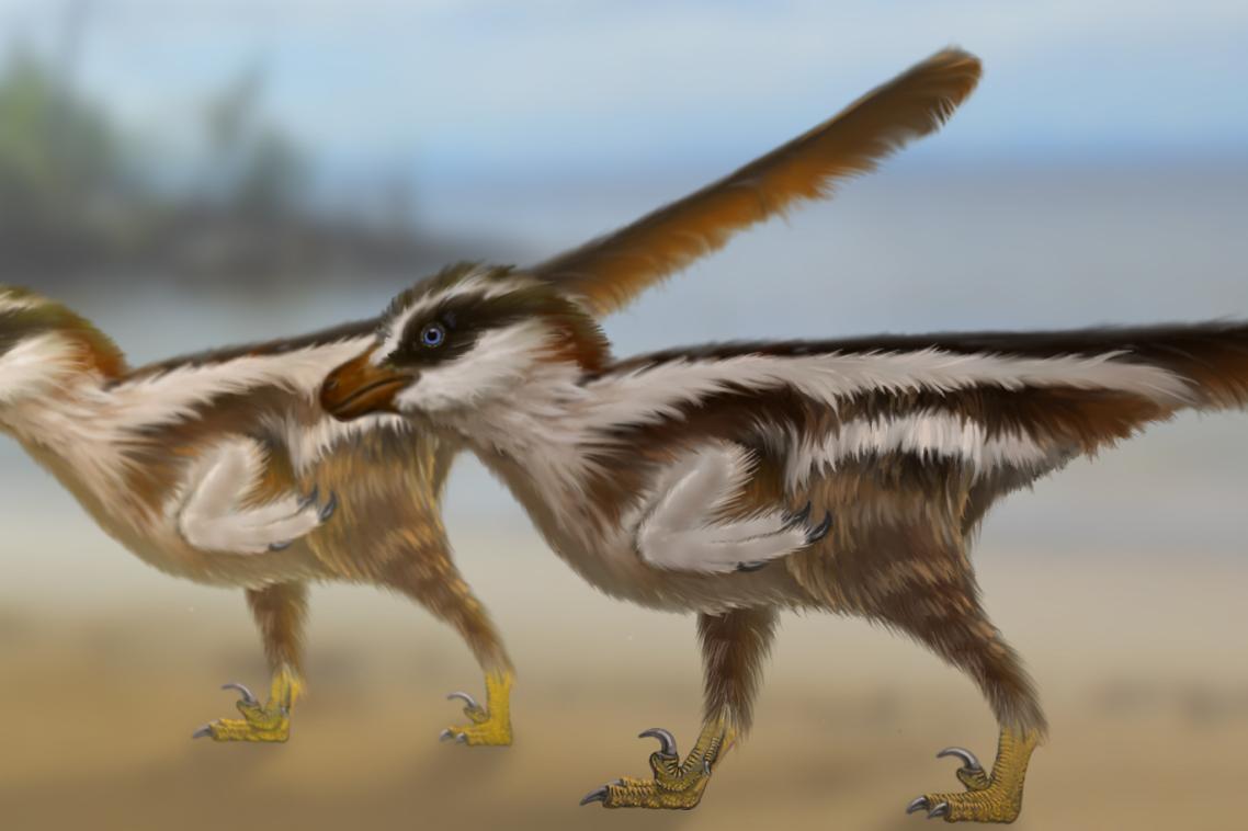 Dinosaur reconstructions by Dr Anthony Romilio.