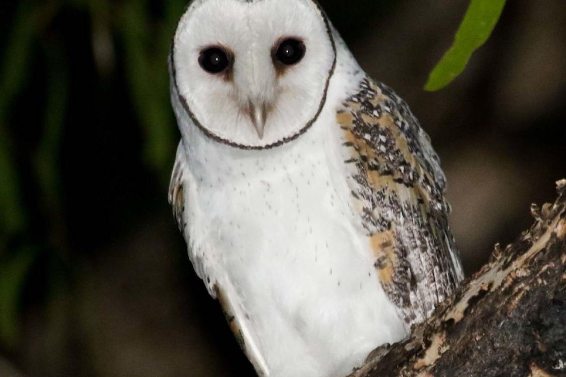 Australian masked owl