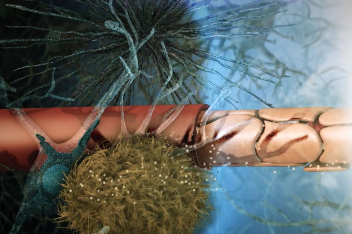Three dimensional imaging of the blood-brain barrier
