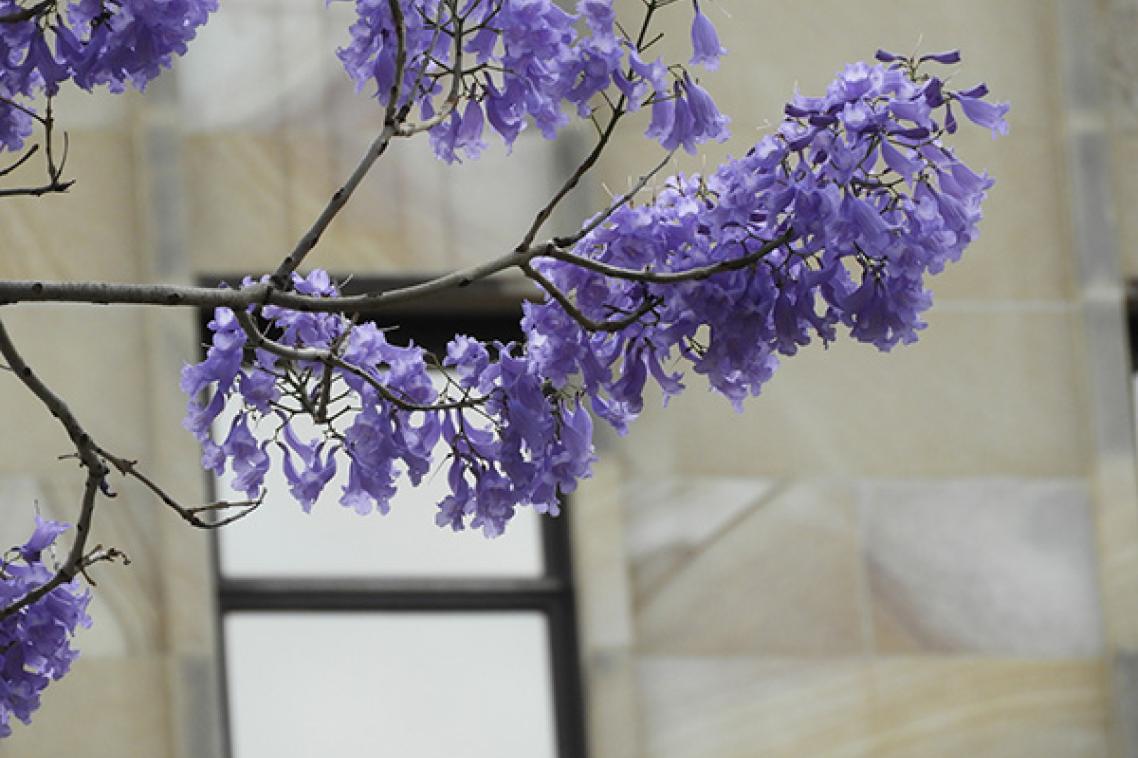 Decorative