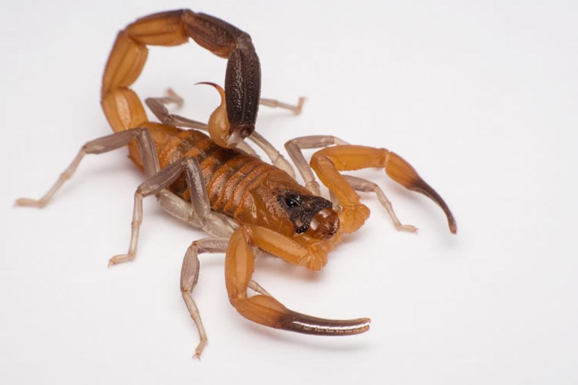 Rhopalurus junceus is described as a blue scorpion due to the colouring in its tail