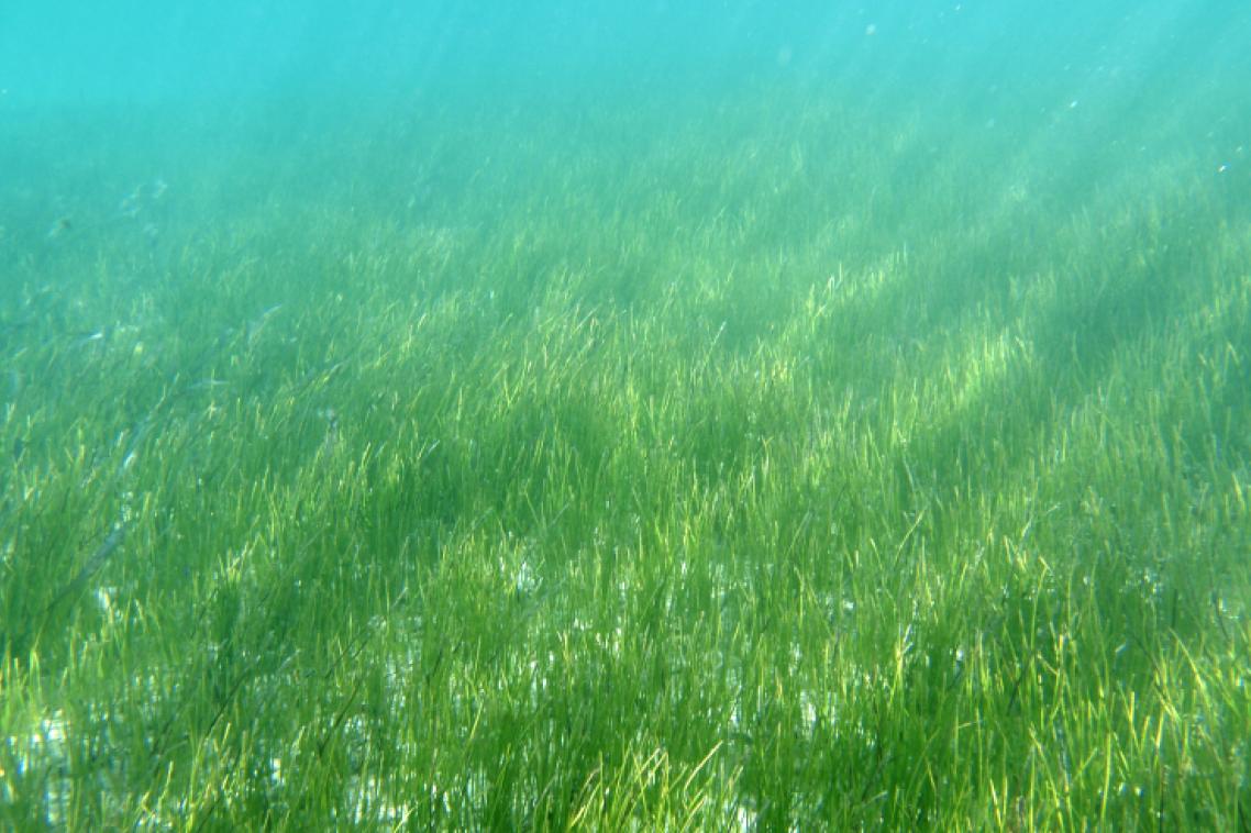 Seagrass ... part of the "blue carbon" ecology