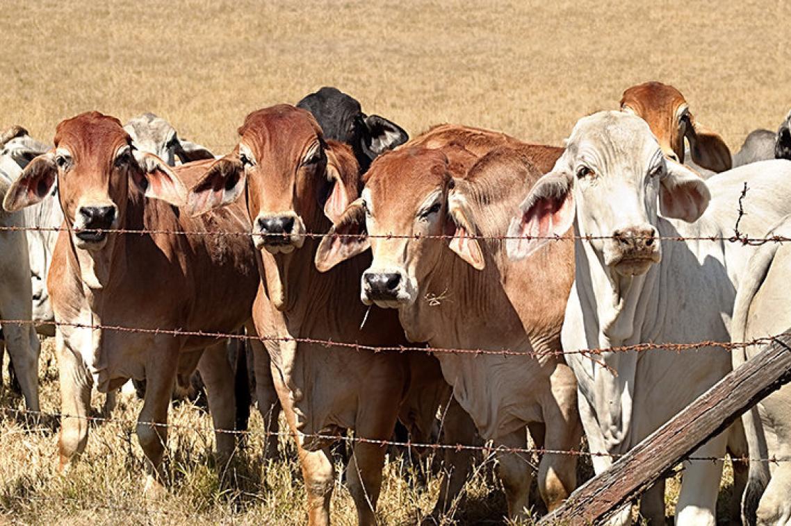Brahman cattle grazing on an Australian property