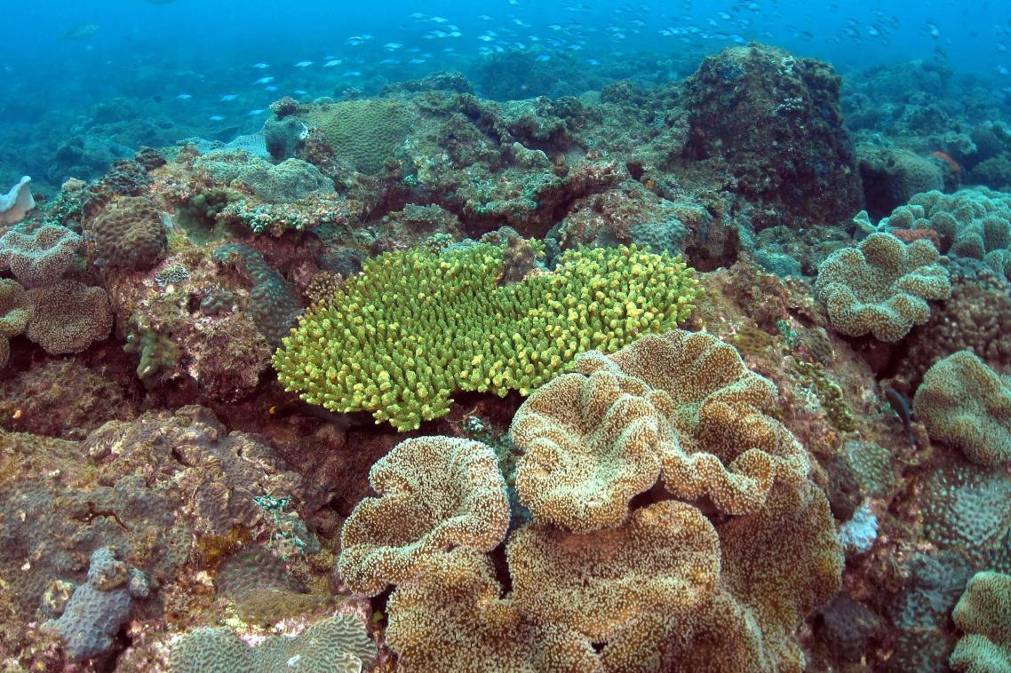 Corals on a subtropical reef off eastern Australia. Credit: Brigitte Sommer.