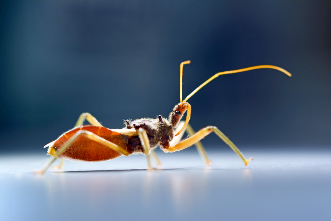 An assassin bug