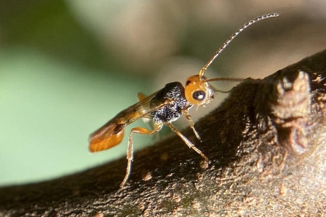 Braconid wasp