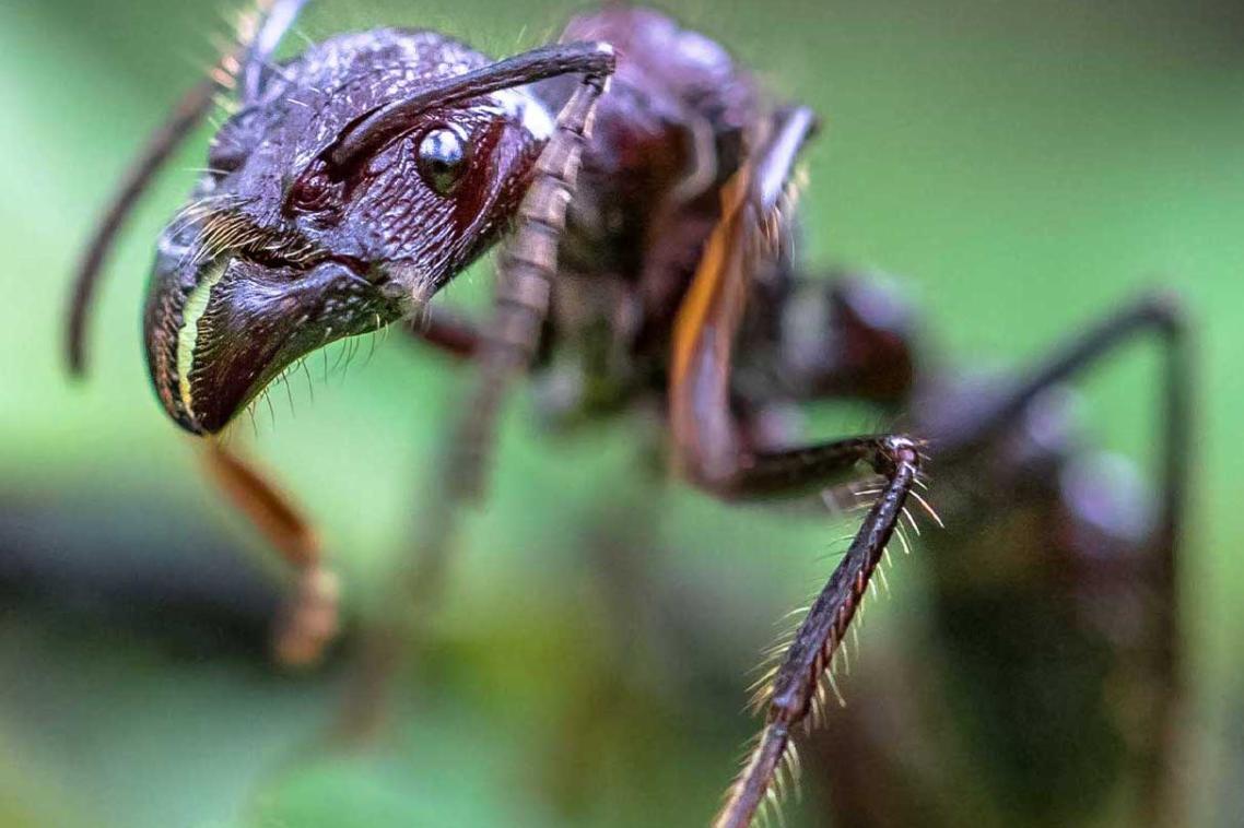 Bullet ant