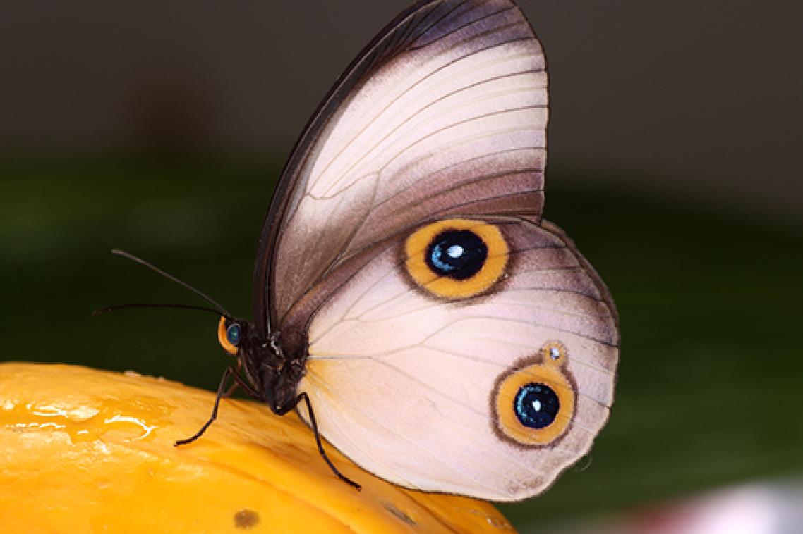 A white and brown butterfly