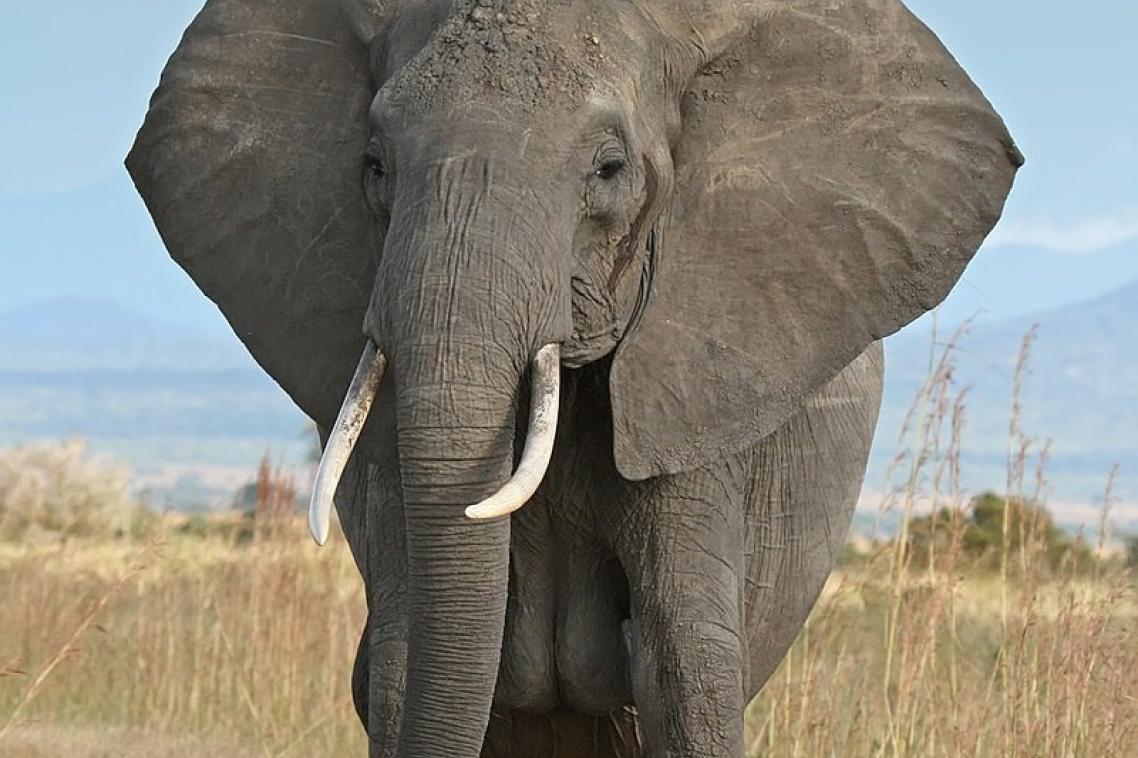 An African elephant in Tanzania ... the extinction process begins earlier than scientists previously understood. (Image: Wikipedia Commons)