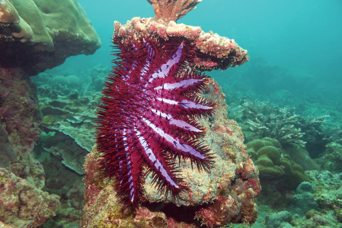 A single female crown-of-thorns starfish can produce up to 120 million offspring in one spawning season